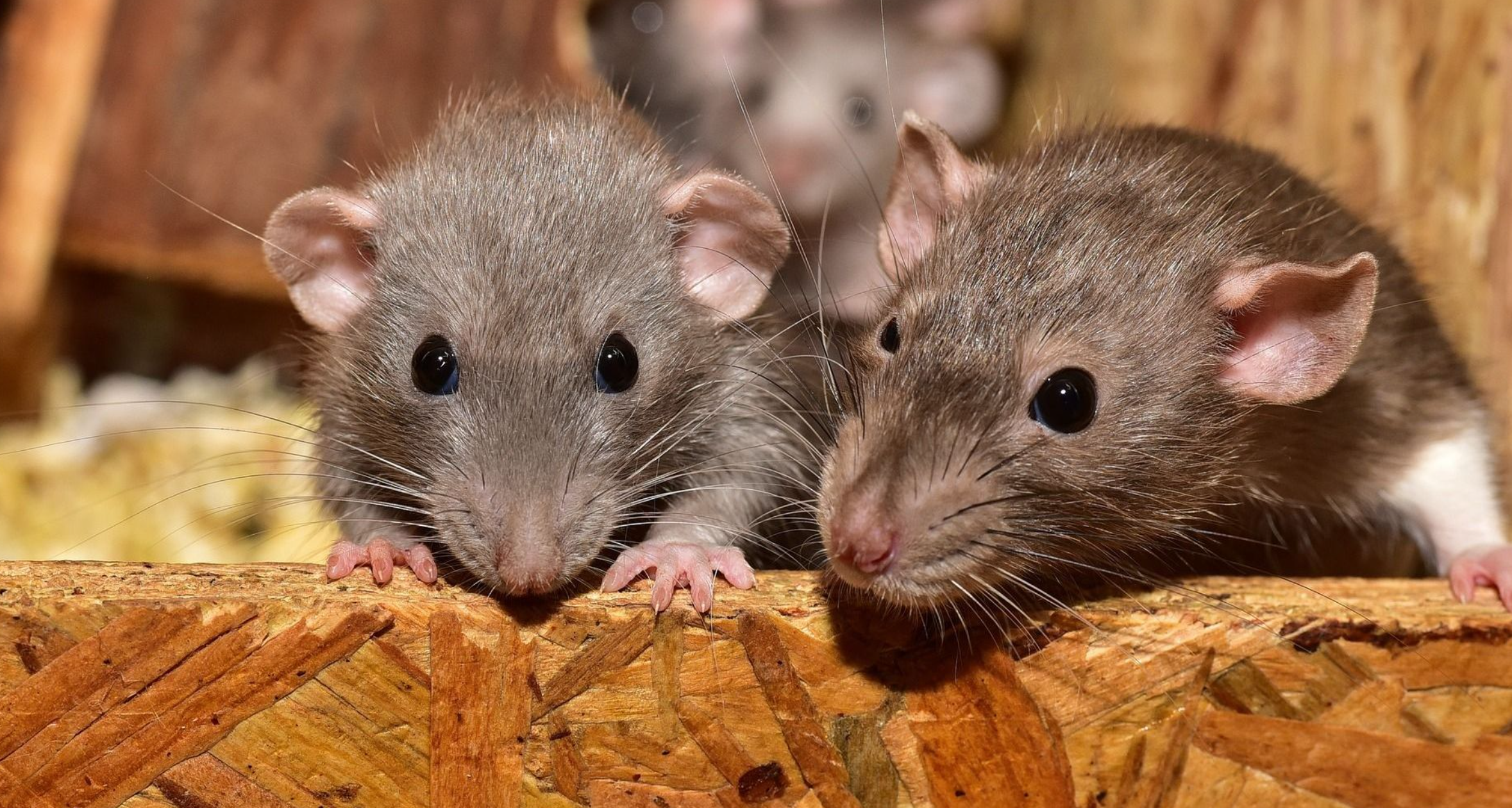 Plaga de ratas en casas de Nuevo León